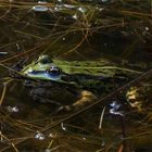 Grünfrosch frisst Rotbauchunke!!!! Seltener Anblick