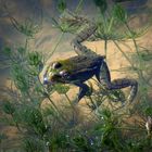 Grünfrosch im Wassertümpel (Schmittenhöhe Koblenz) -1-