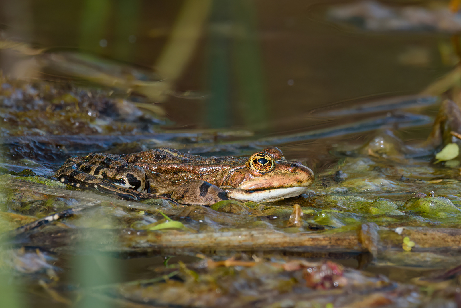 Grünfrosch in Braun