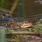 Grünfrosch in Braun