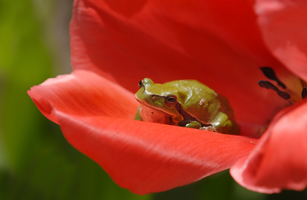 Grünfrosch in der Tulpe