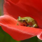 Grünfrosch in der Tulpe