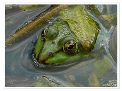 Grünfrosch in Lauerstellung