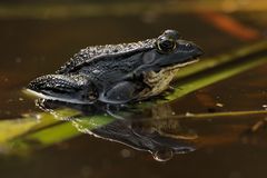 Grünfrosch in schwarz