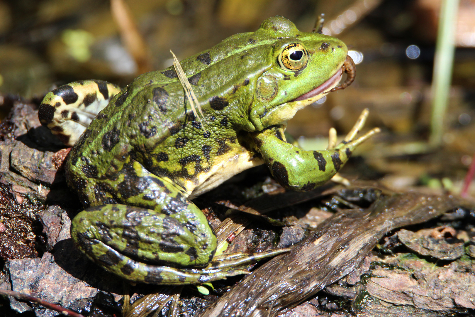 Grünfrosch mit kleinem Snack