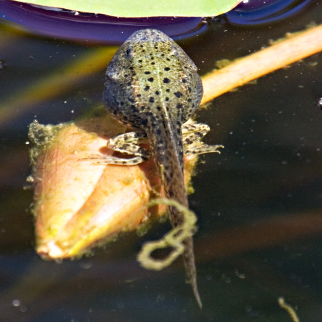 Grünfrosch-Quappe