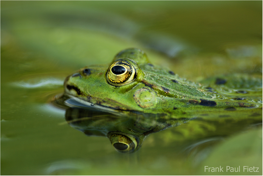 Grünfrosch | Rana esculenda