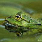 Grünfrosch | Rana esculenda