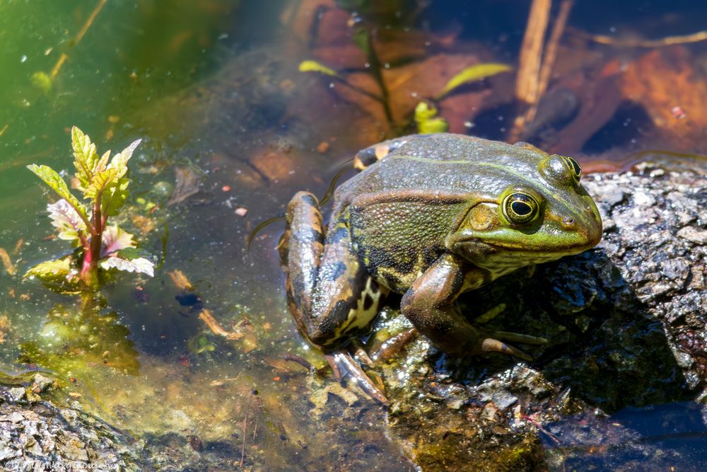 Grünfrosch (Teichfrosch) wärmt sich in der Sonne Foto & Bild tiere
