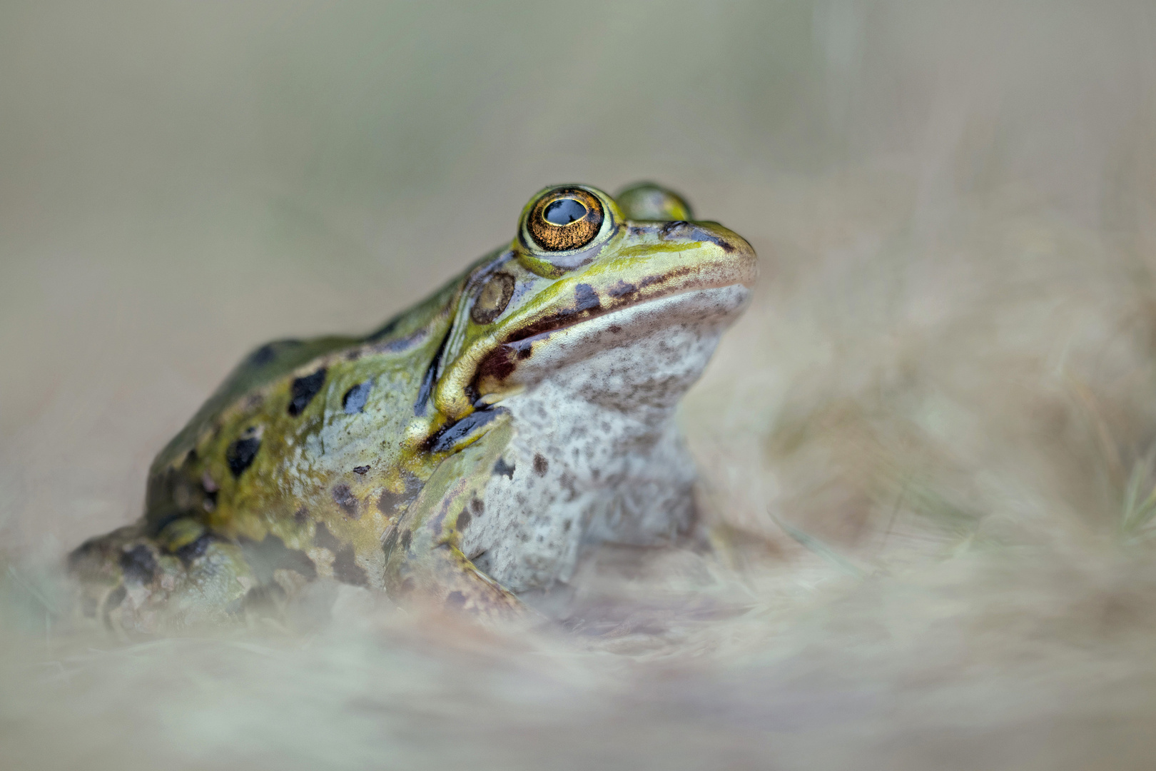 Grünfrosch Wasserfrosch Kopie