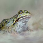 Grünfrosch Wasserfrosch Kopie