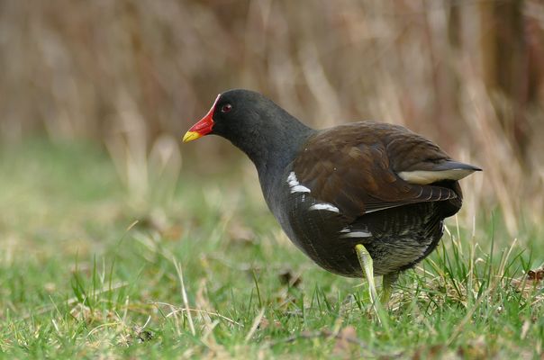 Grünfü8iges Teichhuhn / m