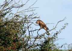 "Grünfüßiges Buschhuhn"