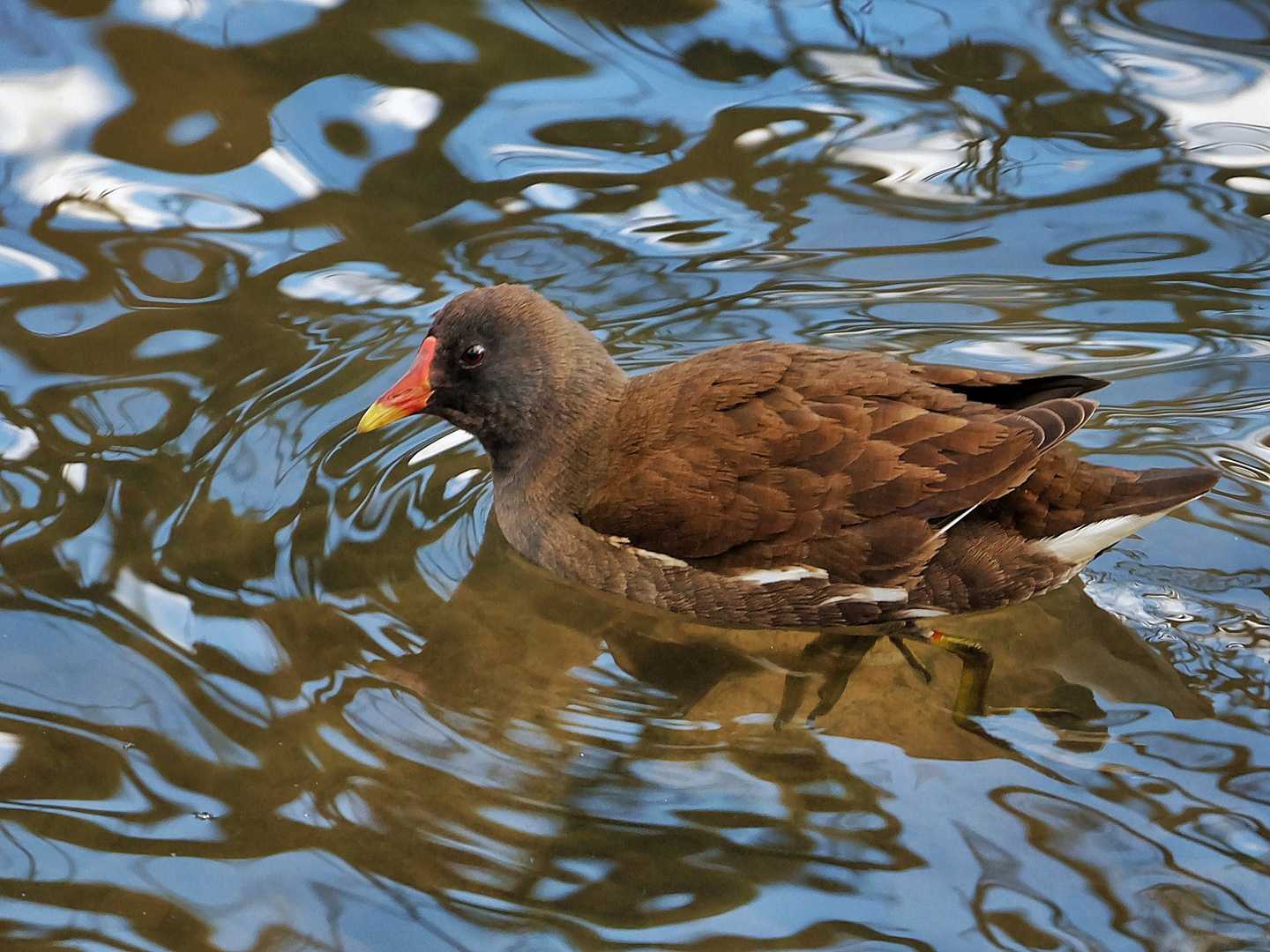 Grünfüssiges Teichhuhn