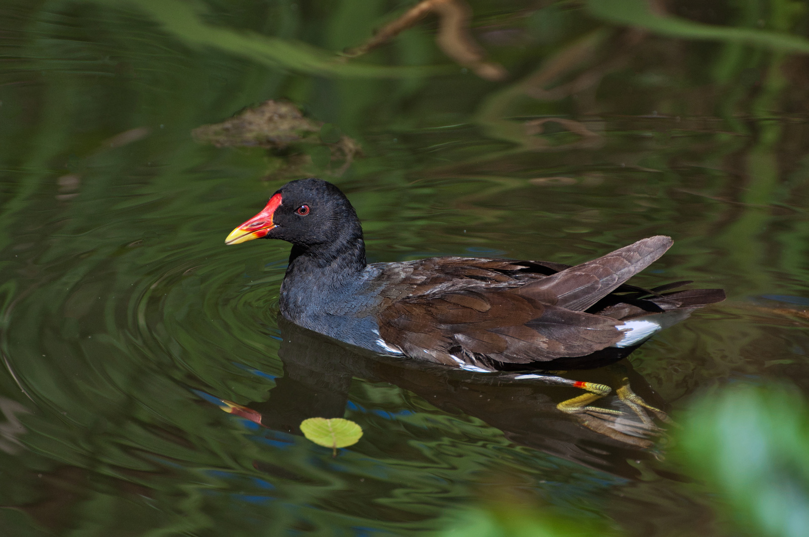 Grünfüßiges Teichhuhn.