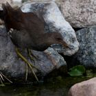 Grünfüßiges Teichhuhn am Koiteich