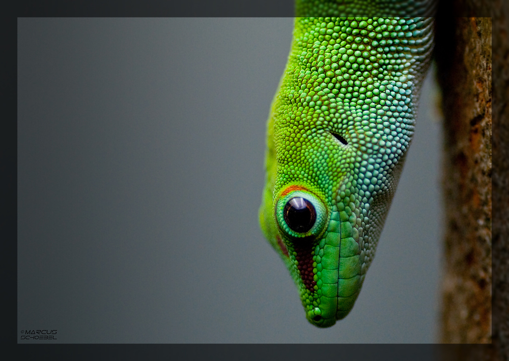 Grüngecko (Madagaskar Taggecko)