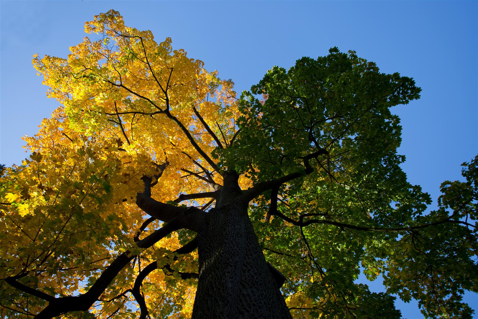 Grün,Gelb, Blau...Herbst!