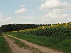 Grün.Gelb. mit blau.weiß.