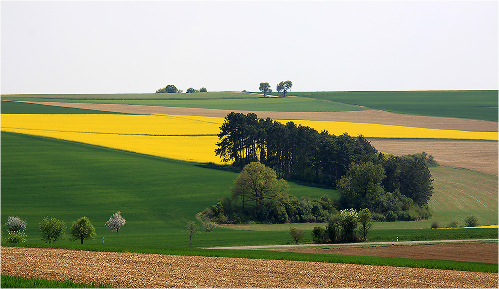 Grüngelbe Feldidylle