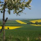 Grüngelbe Landschaft 