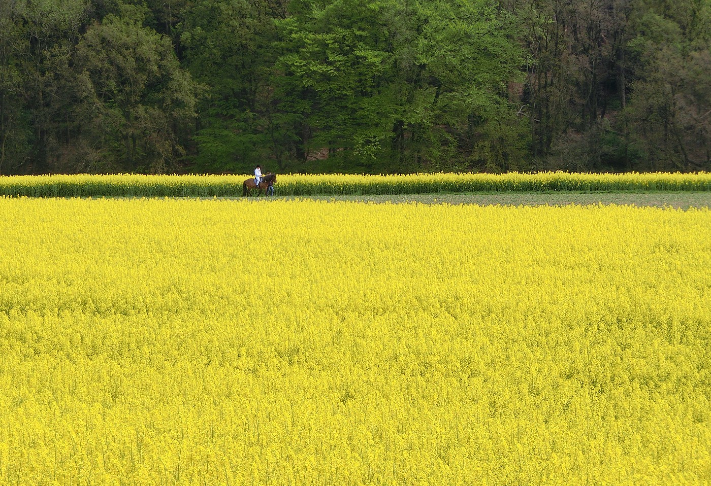 Grüngelbe Reitstunde