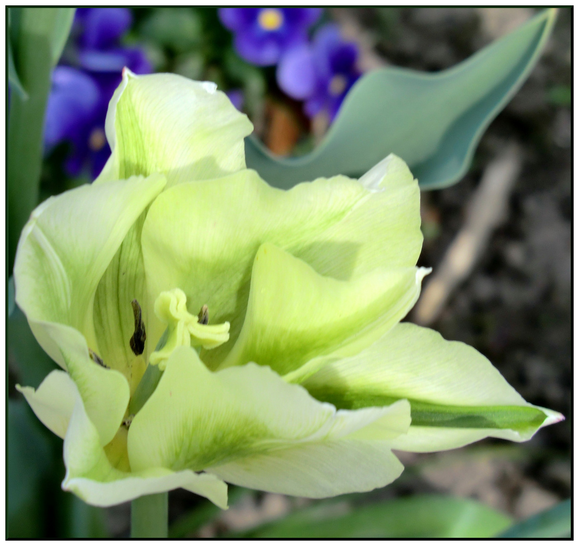 Grüngelbe Tulpe