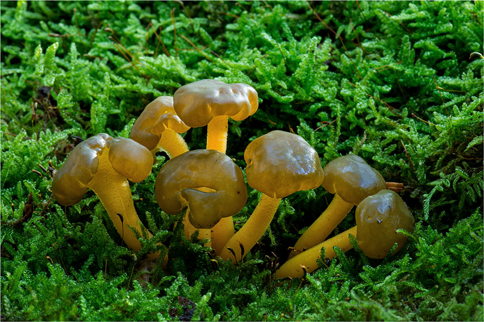 Grüngelbes Gallertkäppchen (Leotia lubrica)