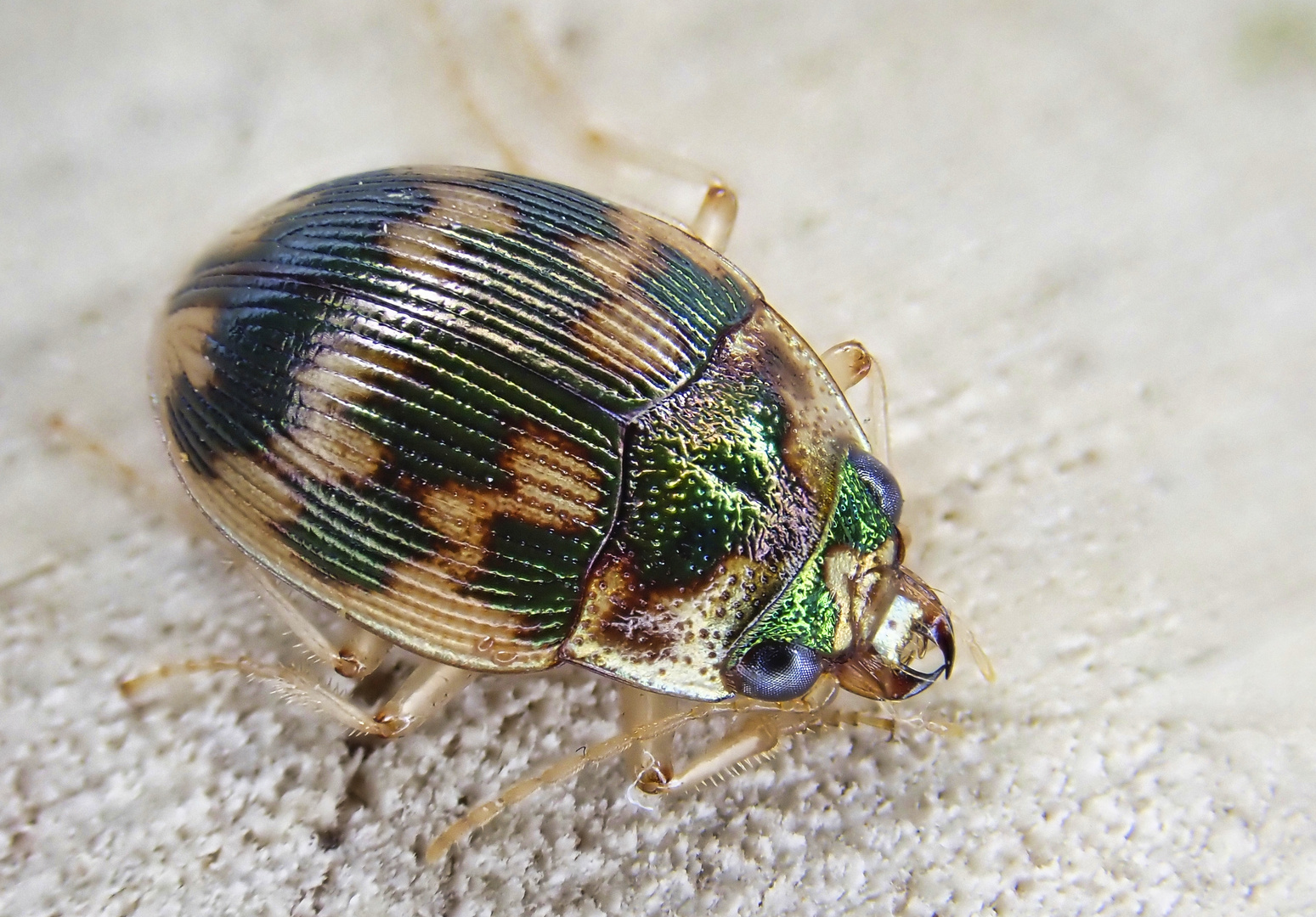 Grüngestreifter Grundkäfer (Omophron limbatum)