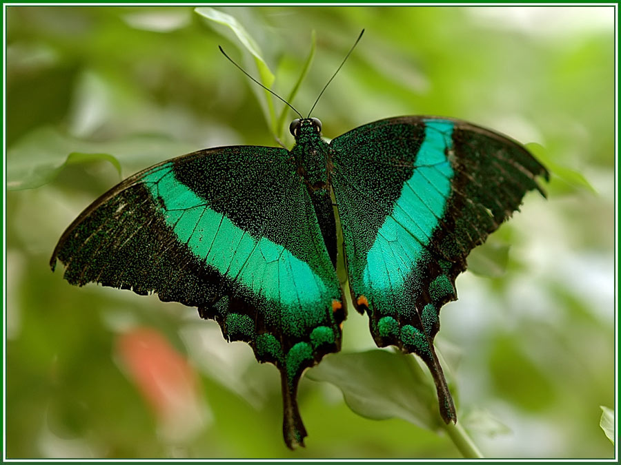 Grüngestreifter Schwalbenschwanz_Papilio palinurus