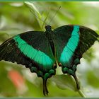 Grüngestreifter Schwalbenschwanz_Papilio palinurus