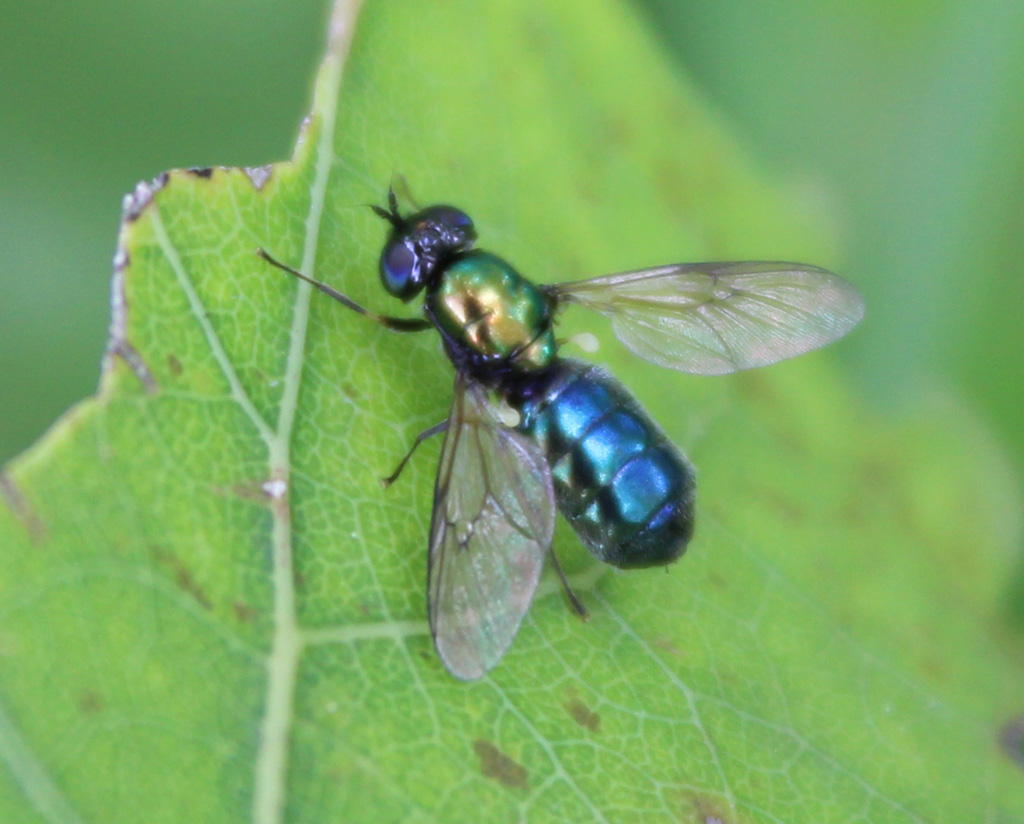  Grünglänzende Waffenfliege (Microchrysa polita )