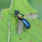  Grünglänzende Waffenfliege (Microchrysa polita )