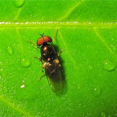 Grünglänzende Waffenfliege (Microchrysa polita) (?), ein Männchen (?)