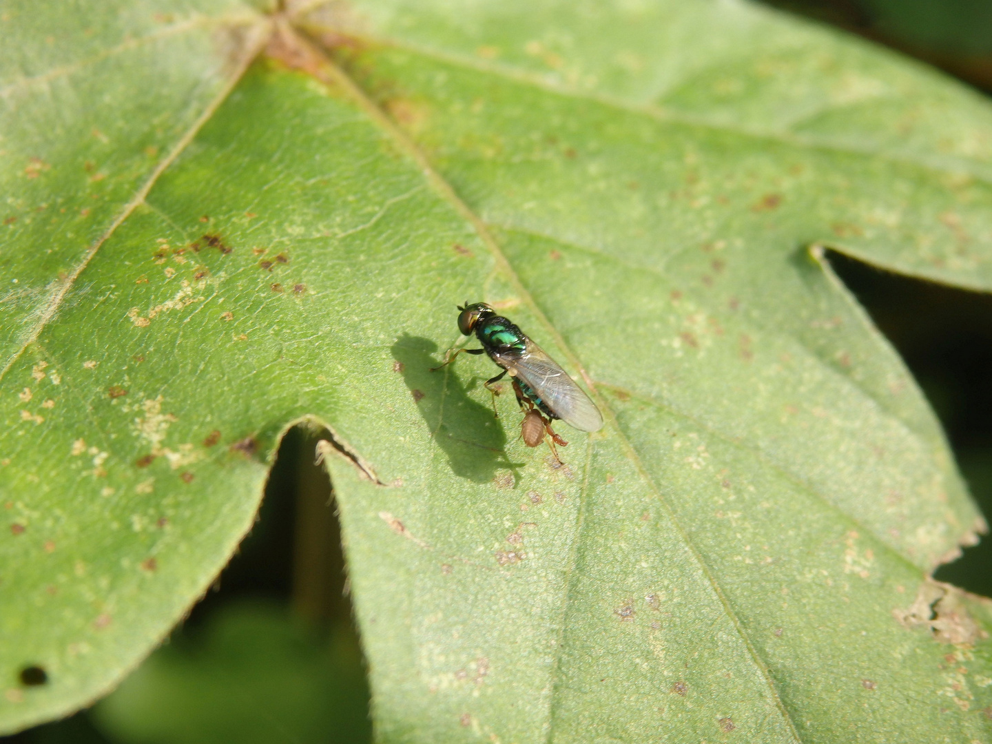 Grünglänzende Waffenfliege (Microchrysa polita) - von Milbe befallen