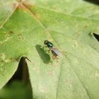 Grünglänzende Waffenfliege (Microchrysa polita) - von Milbe befallen