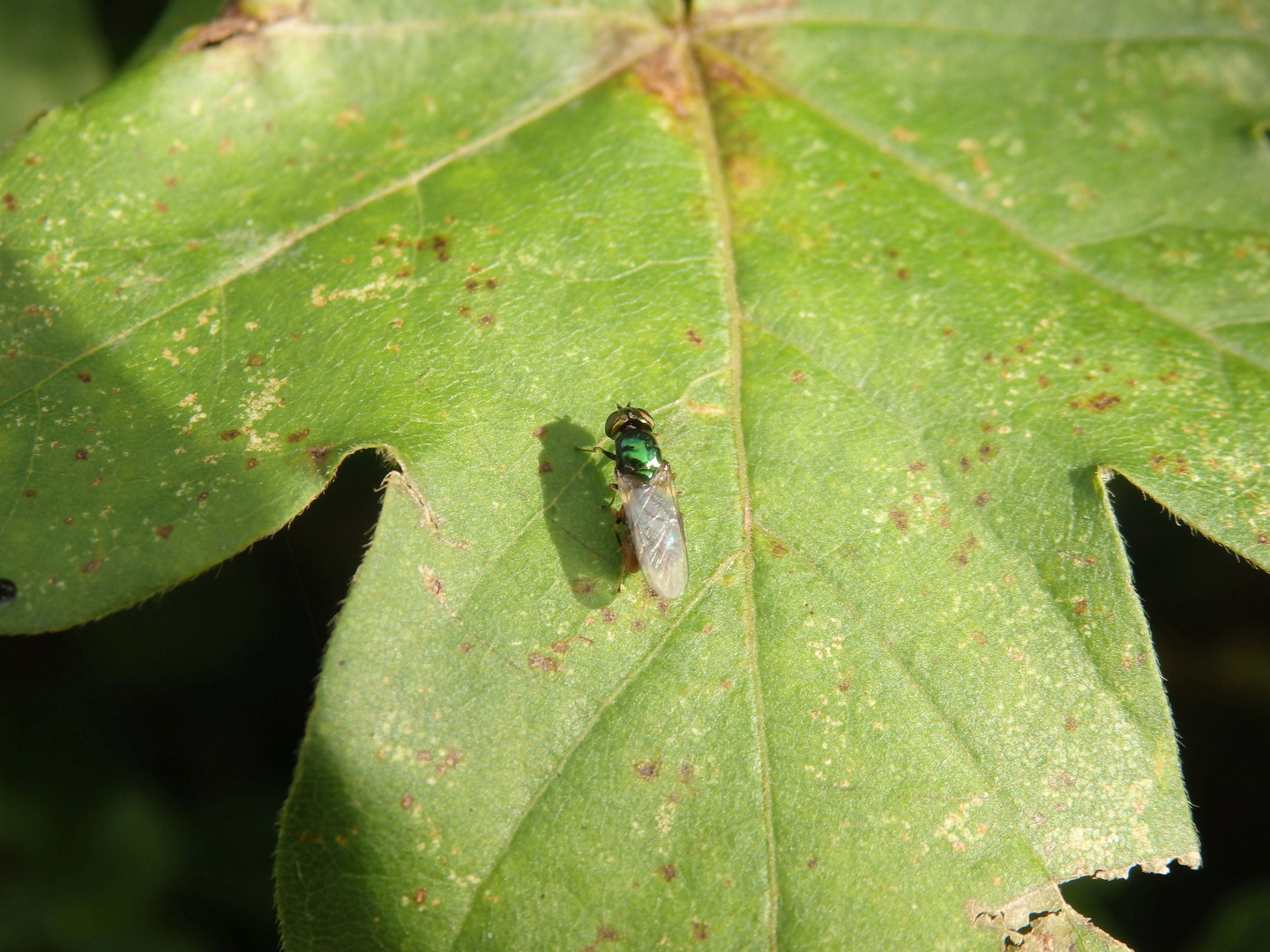 Grünglänzende Waffenfliege (Microchrysa polita) - von Milbe befallen