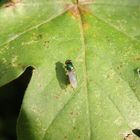 Grünglänzende Waffenfliege (Microchrysa polita) - von Milbe befallen