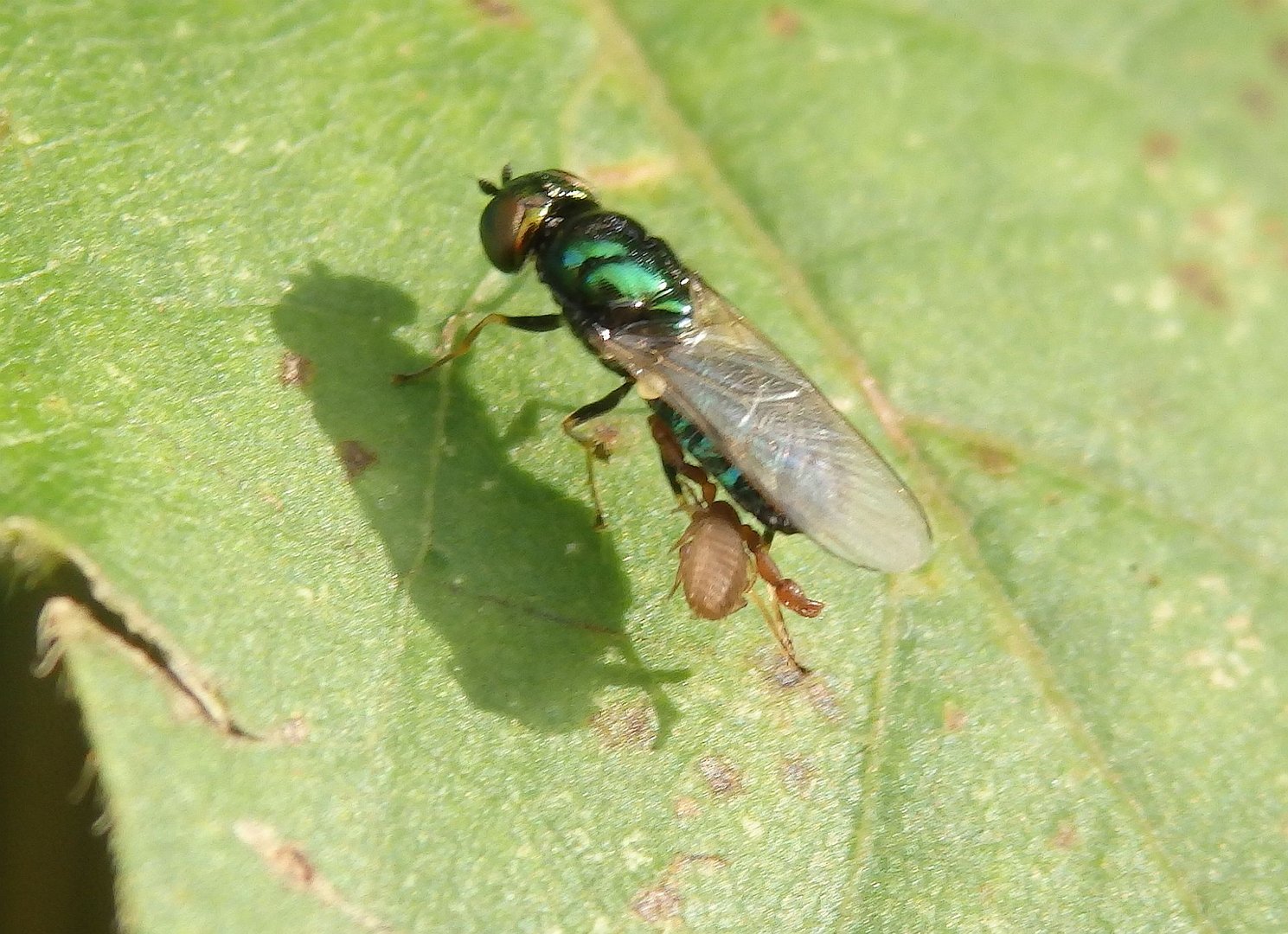 Grünglänzende Waffenfliege (Microchrysa polita) - von Milbe befallen