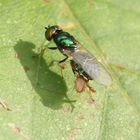 Grünglänzende Waffenfliege (Microchrysa polita) - von Milbe befallen