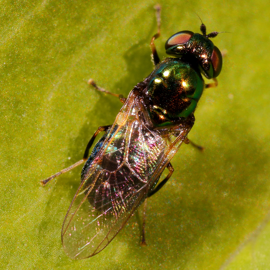 Grünglänzende Waffenfliege (Microchrysa polita), Weibchen