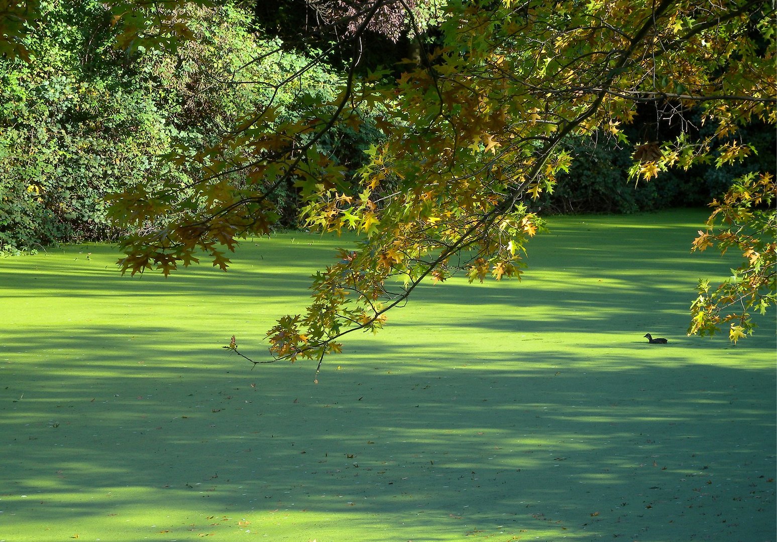 Grüngoldenes Wasser.