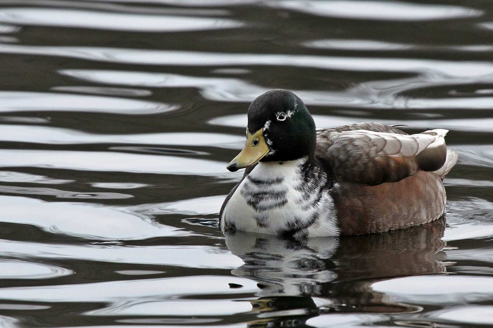 grünköpfige Tigerente Foto & Bild | tiere, wildlife, wild lebende vögel