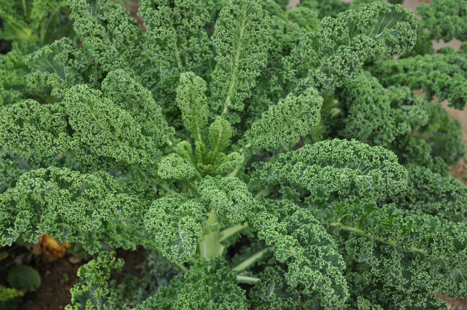 Grünkohl Foto & Bild pflanzen, pilze & flechten, blüten & kleinpflanzen, gartenpflanzen und