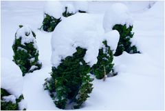 Grünkohl im Schnee