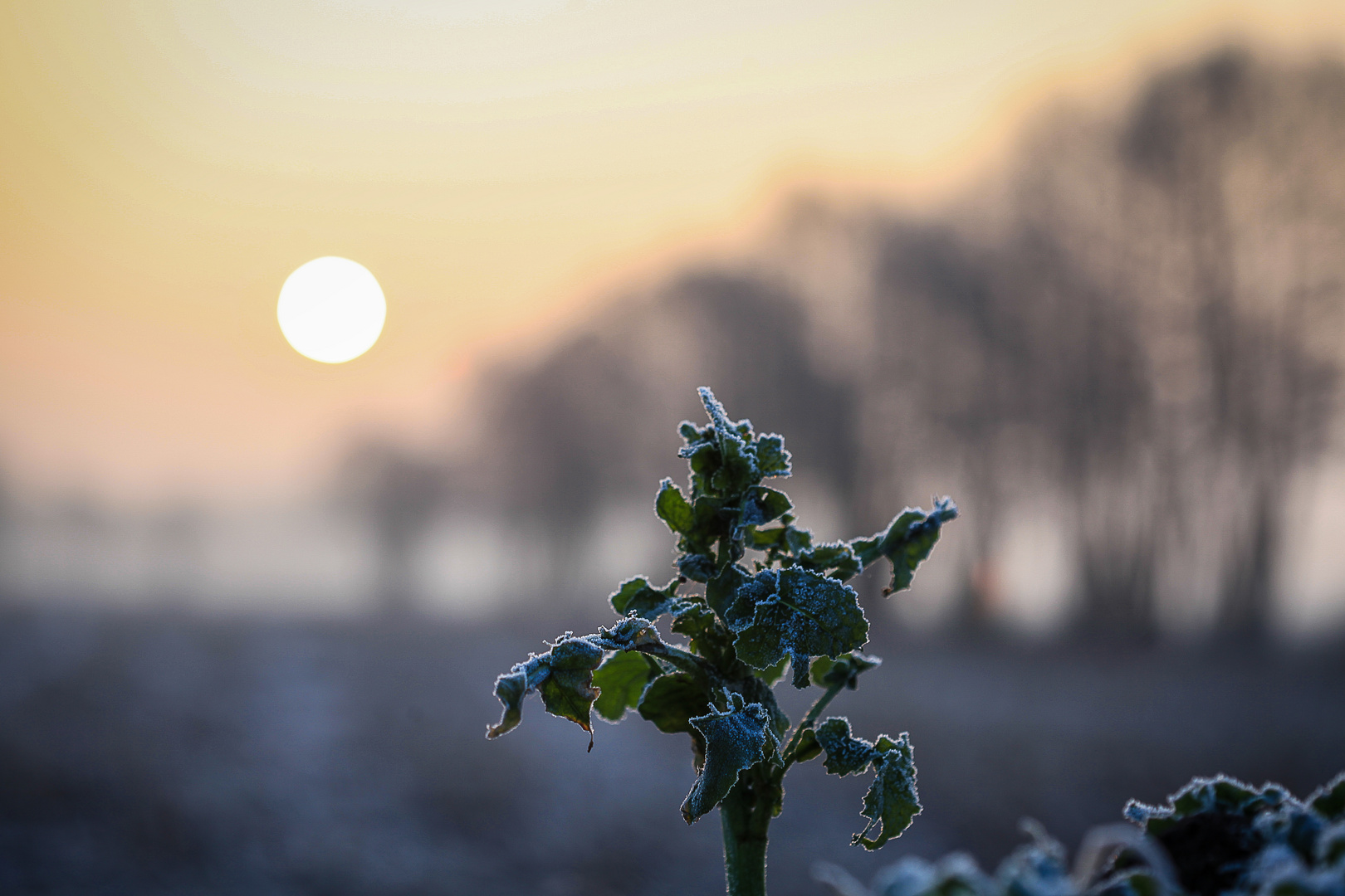 Grünkohl im Sonnenaufgang