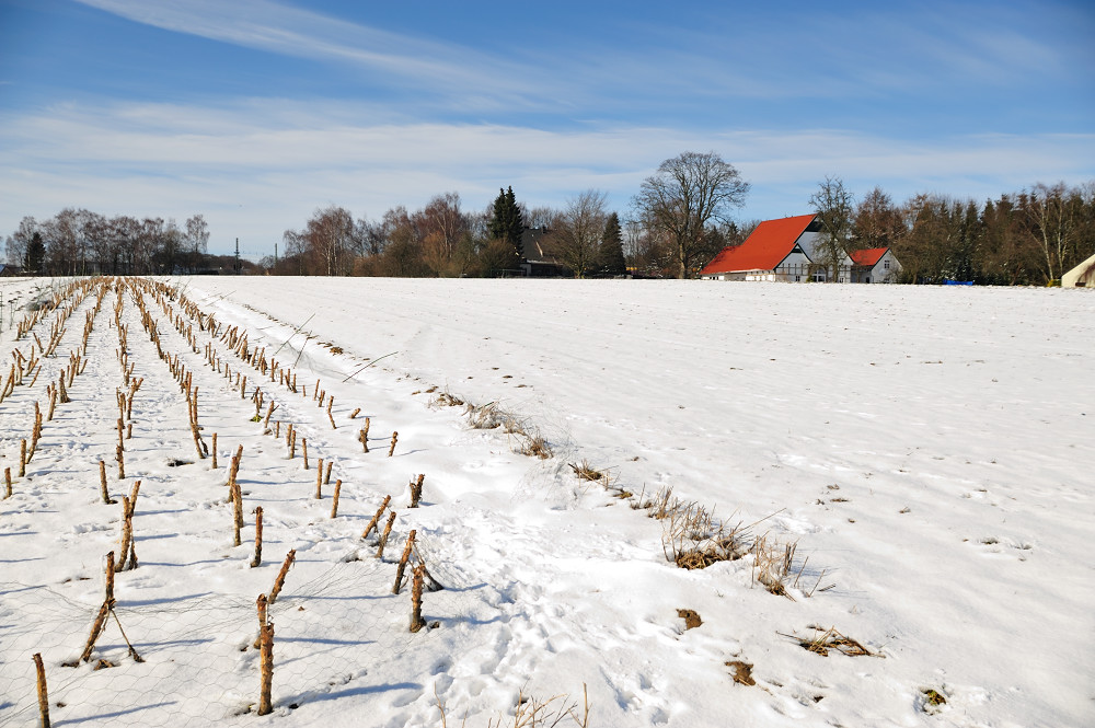 Grünkohlfeld nach dem zweiten Frost