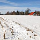 Grünkohlfeld nach dem zweiten Frost