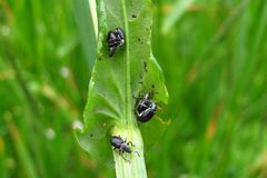 Grünkragen-Blattrüssler (Phyllobius viridicollis)