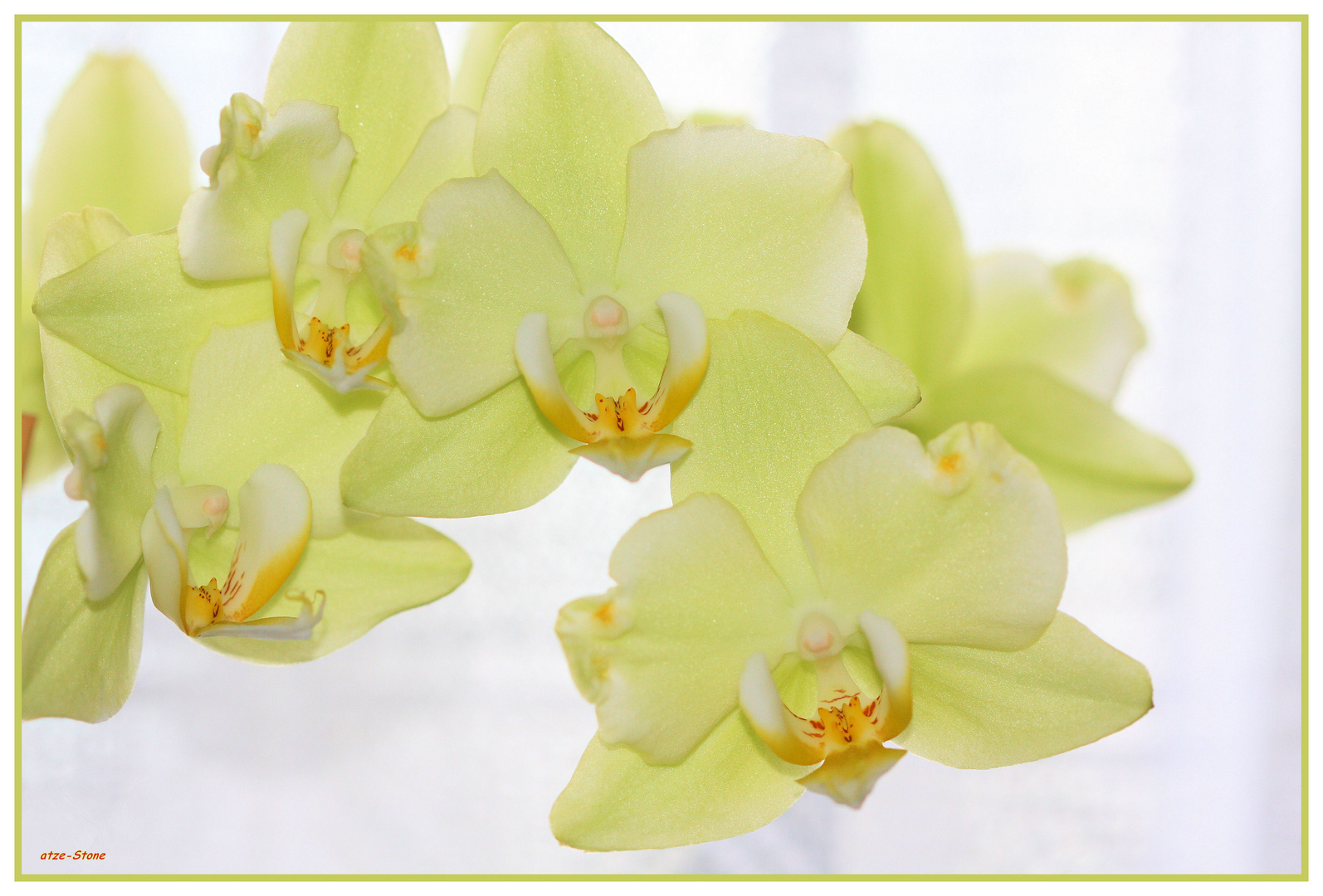 grünliche Phalaenopsis